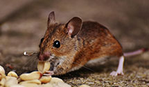 24 Hour & Emergency Exterminators in Holmes, PA